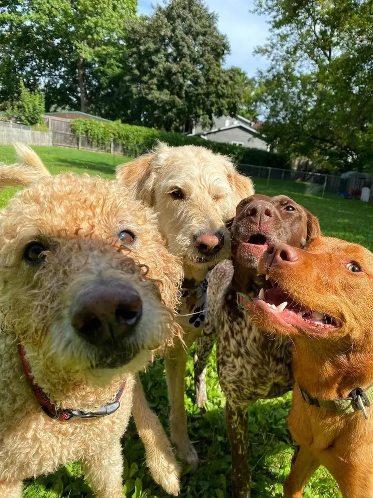 Chien en pleine balade, harnais attaché en sécurité