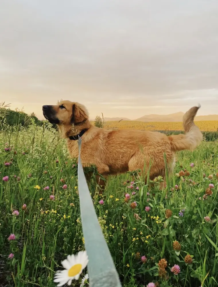 Chien explorant un sentier lors d'une sortie nature